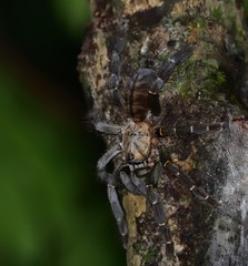 Citharognathus hosei