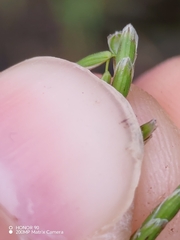 Glyceria notata, photograph (c) Ljaž, some rights reserved (CC BY)