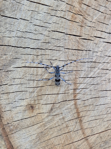 Alpine longhorn Rosalia
