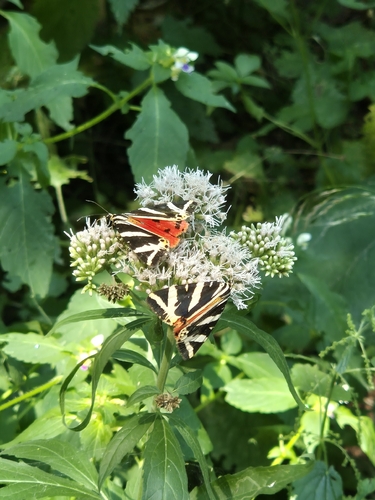 Jersey Tiger