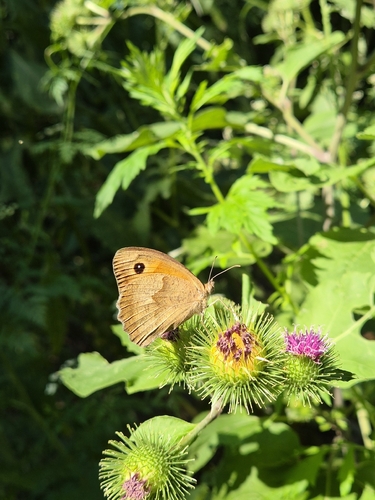 Meadow Brown
