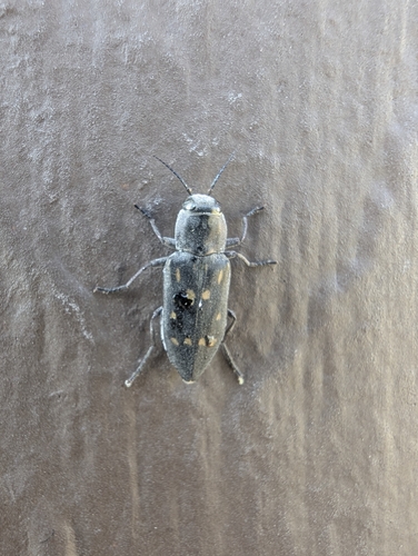 Charcoal Beetle