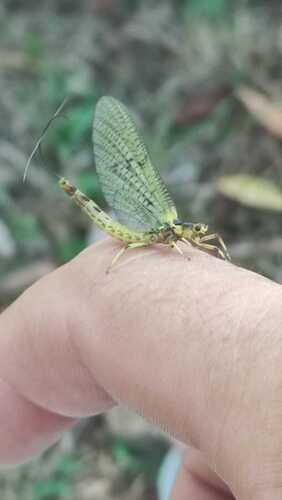 Green drake mayfly