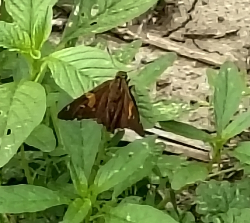Silver-spotted Skipper