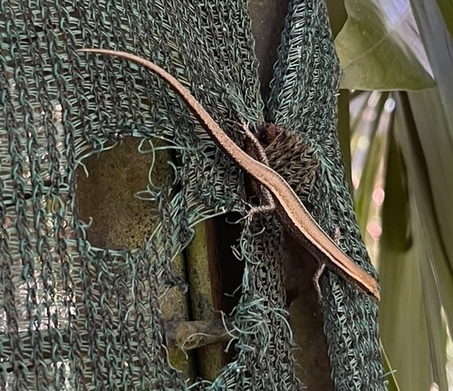 Cryptoblepharus yulensis observed 2026-07-22