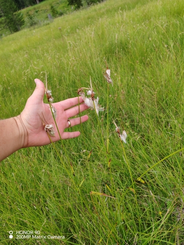 Eriophorum latifolium, photograph 3