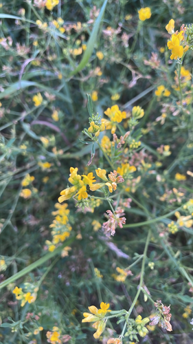 sickle alfalfa