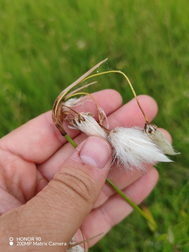 Eriophorum latifolium, photograph 5