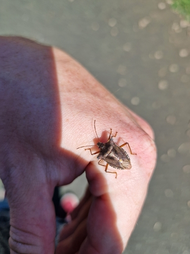 Forest Bug photo 4