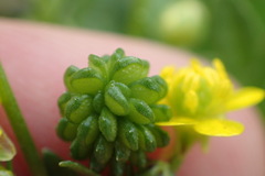 Ranunculus fascicularis