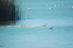 Aechmophorus clarkii