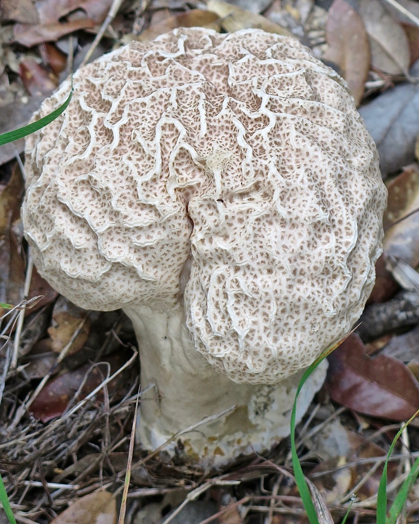 Calvatia