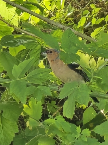 Common Chaffinch