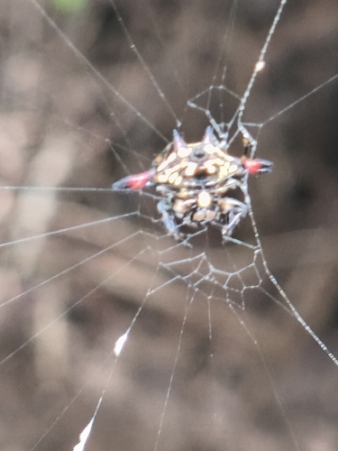 Oriental Spiny Orb-weaver