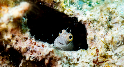 Alloblennius pictus observed 2026-07-14