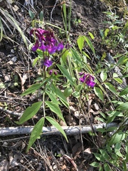 Lathyrus vernus