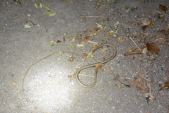 Oxybelis rutherfordi