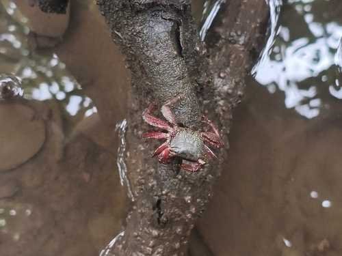 Metopograpsus cannicci