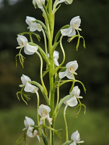 Habenaria linearifolia