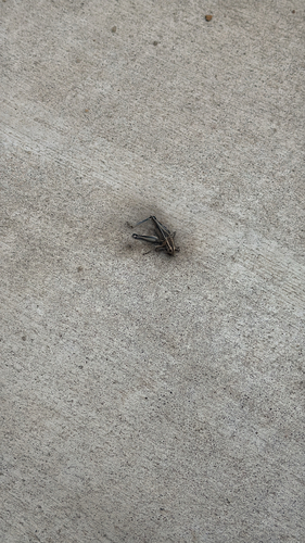 Two-striped Grasshopper