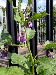 Symphytum