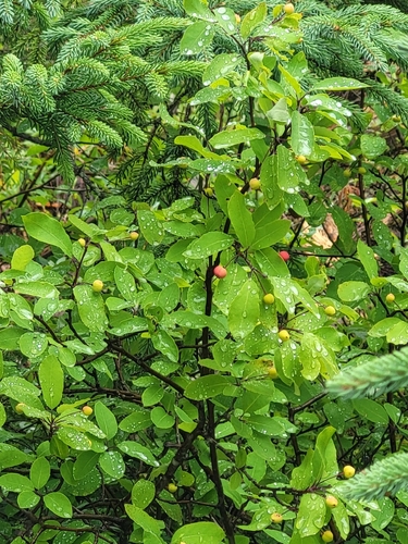 Mountain holly