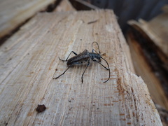 Anthophylax attenuatus