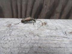 Anthophylax attenuatus