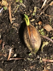 Ginkgo biloba