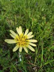 Tragopogon graminifolius