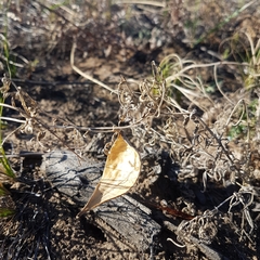 Vincetoxicum sibiricum