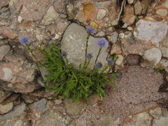 Globularia