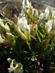 Oxytropis caespitosa