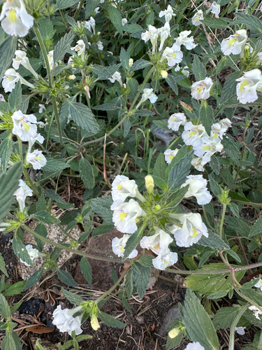 Galeopsis segetum