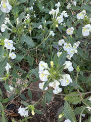 Galeopsis segetum