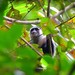 Siberut Langur - Photo (c) mark_spence, some rights reserved (CC BY), uploaded by mark_spence