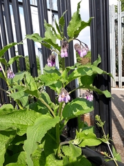 Symphytum