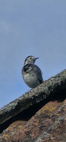White Wagtail