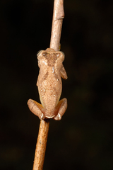 Dendropsophus minutus