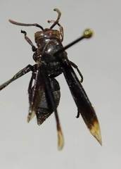 Parachartergus apicalis