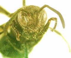 Parachartergus apicalis