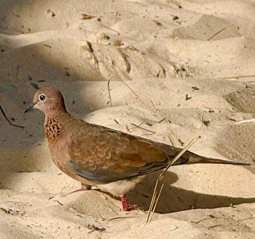 Laughing Dove