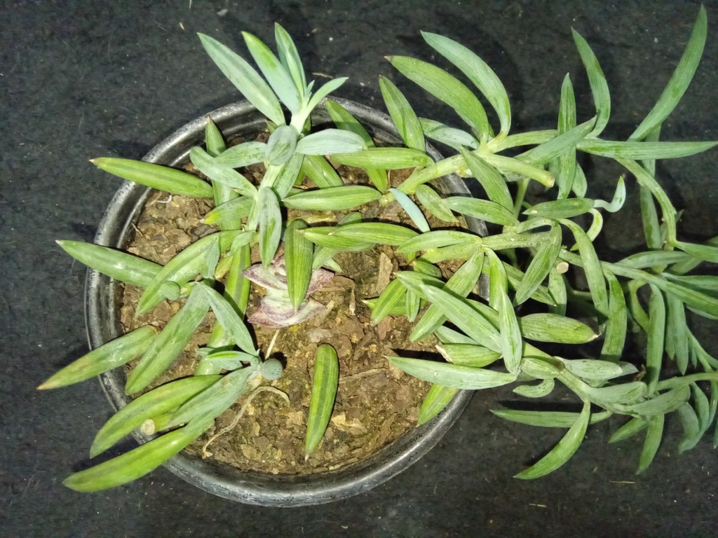 Curio radicans banana-shaped leaves