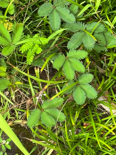 Mimosa pudica observed 2026-08-01