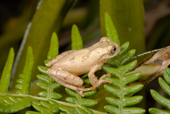 Dendropsophus minutus