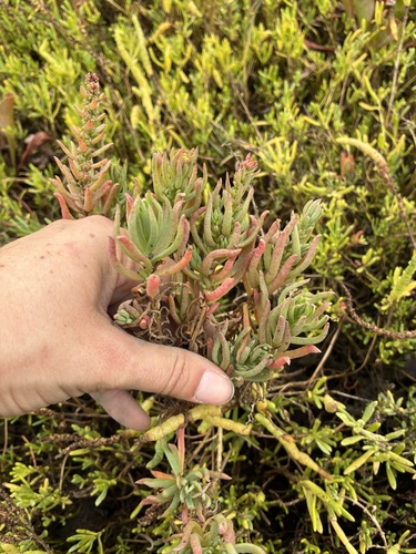 Suaeda esteroa