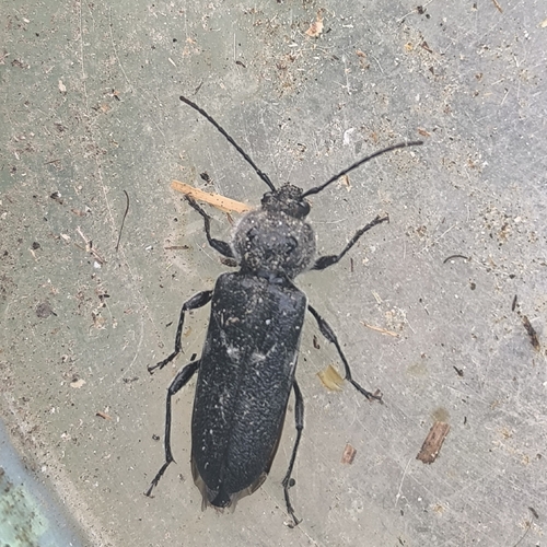 House Longhorn