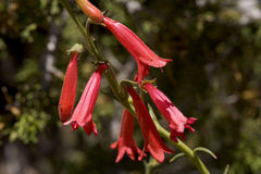 Penstemon lanceolatus