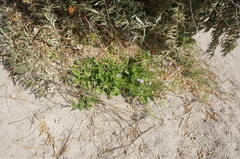 Cakile maritima euxina