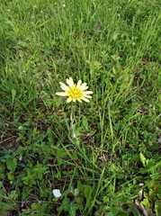 Tragopogon graminifolius